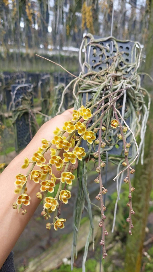 Chiloschista lunifera × Chiloschista viridiflava