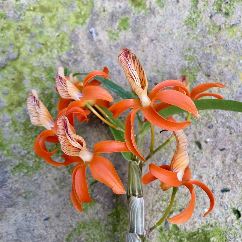 Dendrobium unicum 1 Plant Orchid (Bloom Size) Beauty Dendrobium orange flower