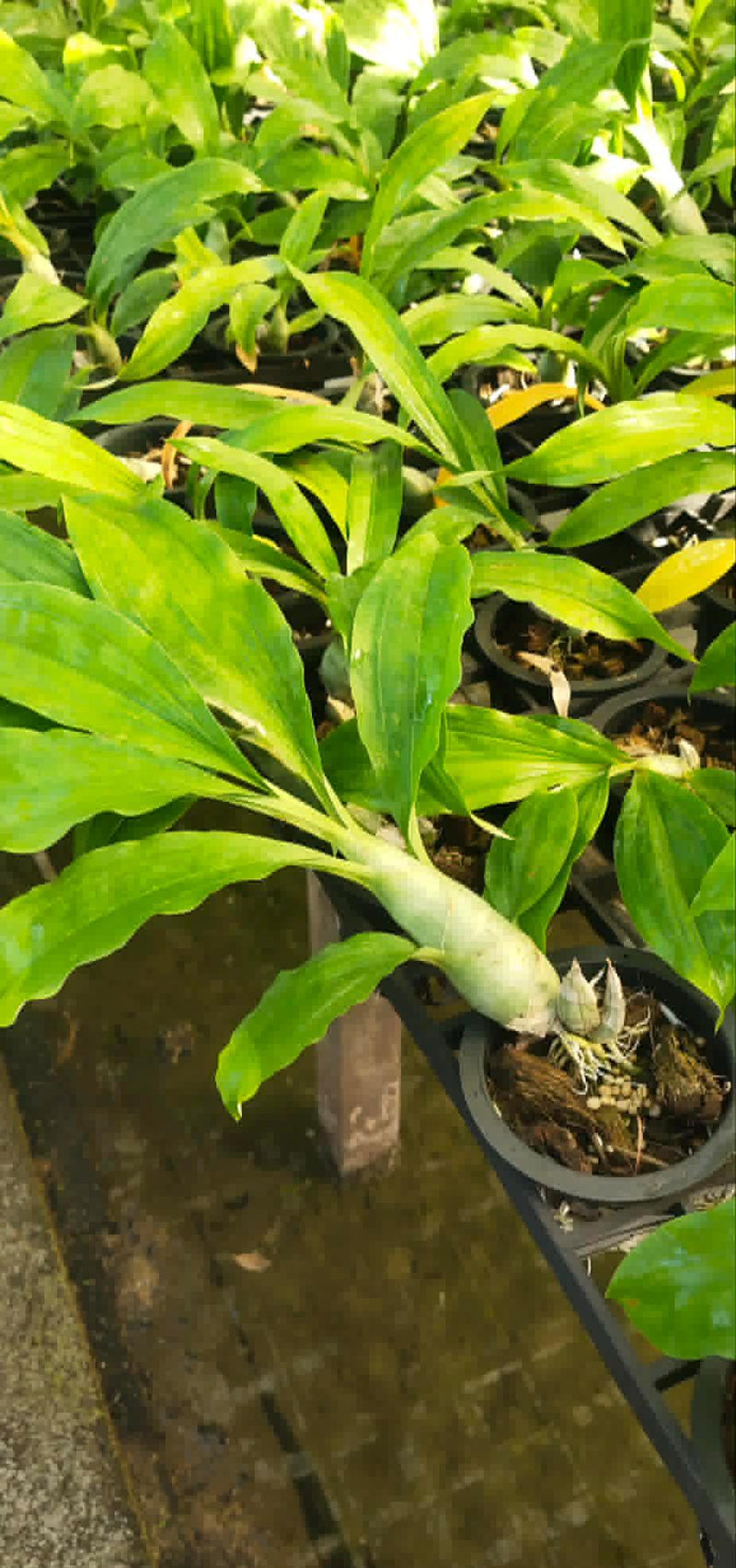 Catasetum Penang Hybrid Orchid: Rare Bloom Size Plant (3.5" Pot)