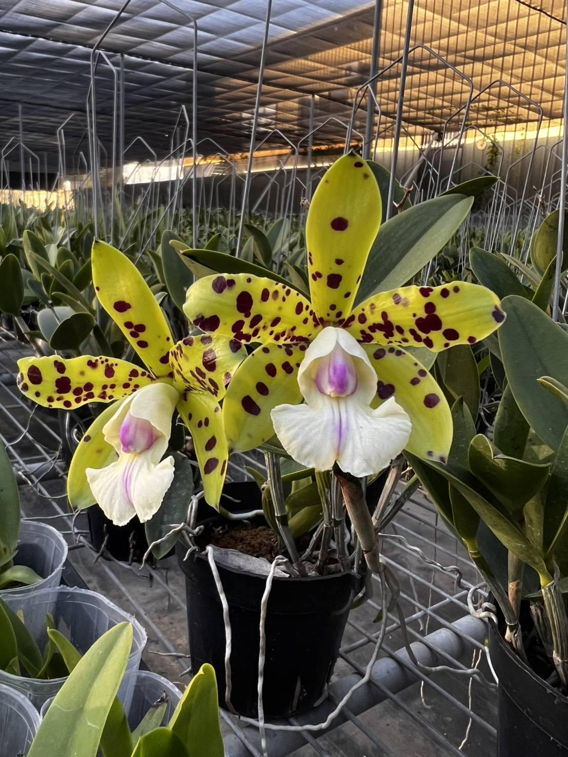 Cattleya YNS Green Leopard 'Jade Dragon'
