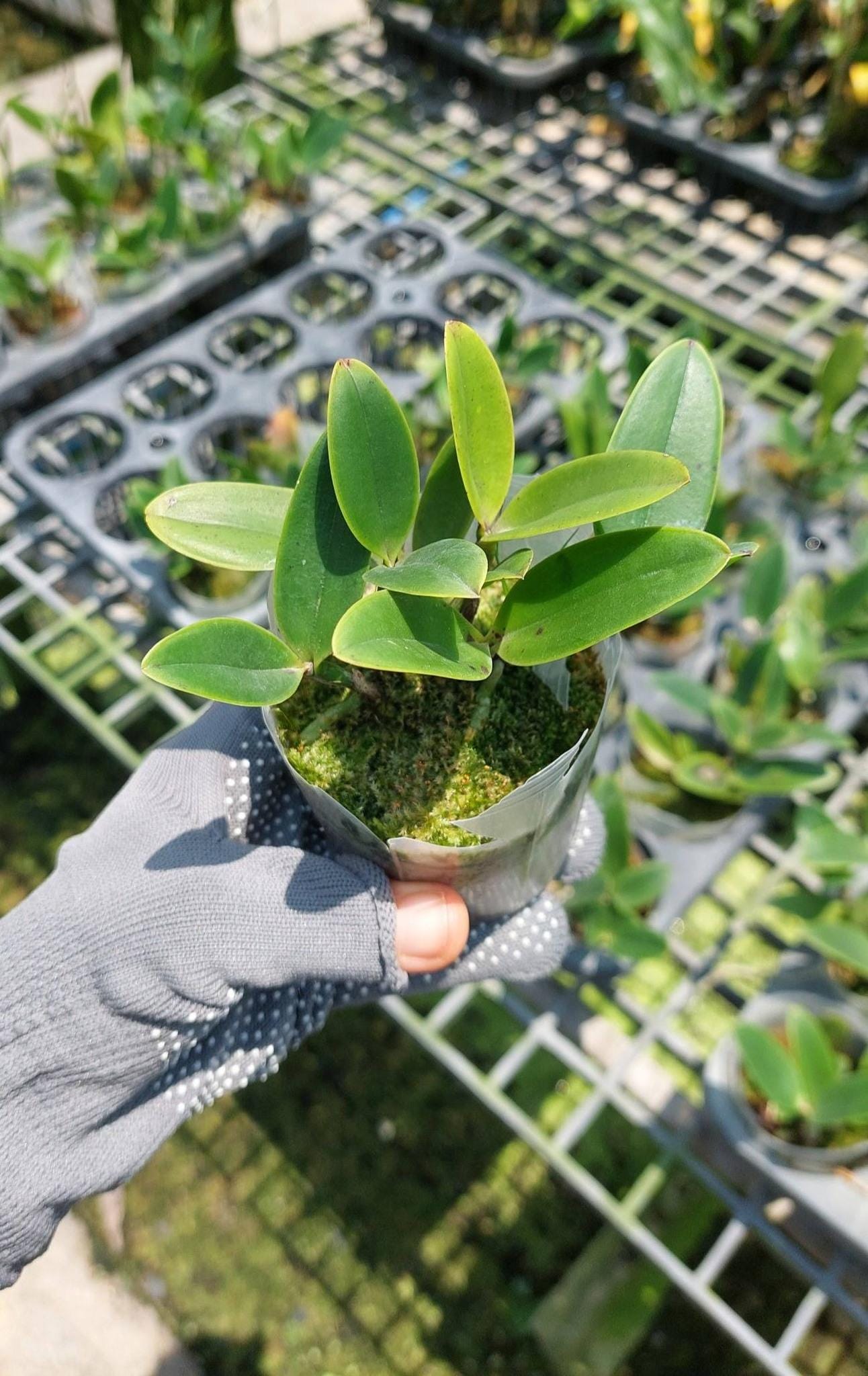 Cattleya YNS Green Leopard 'Jade Dragon'