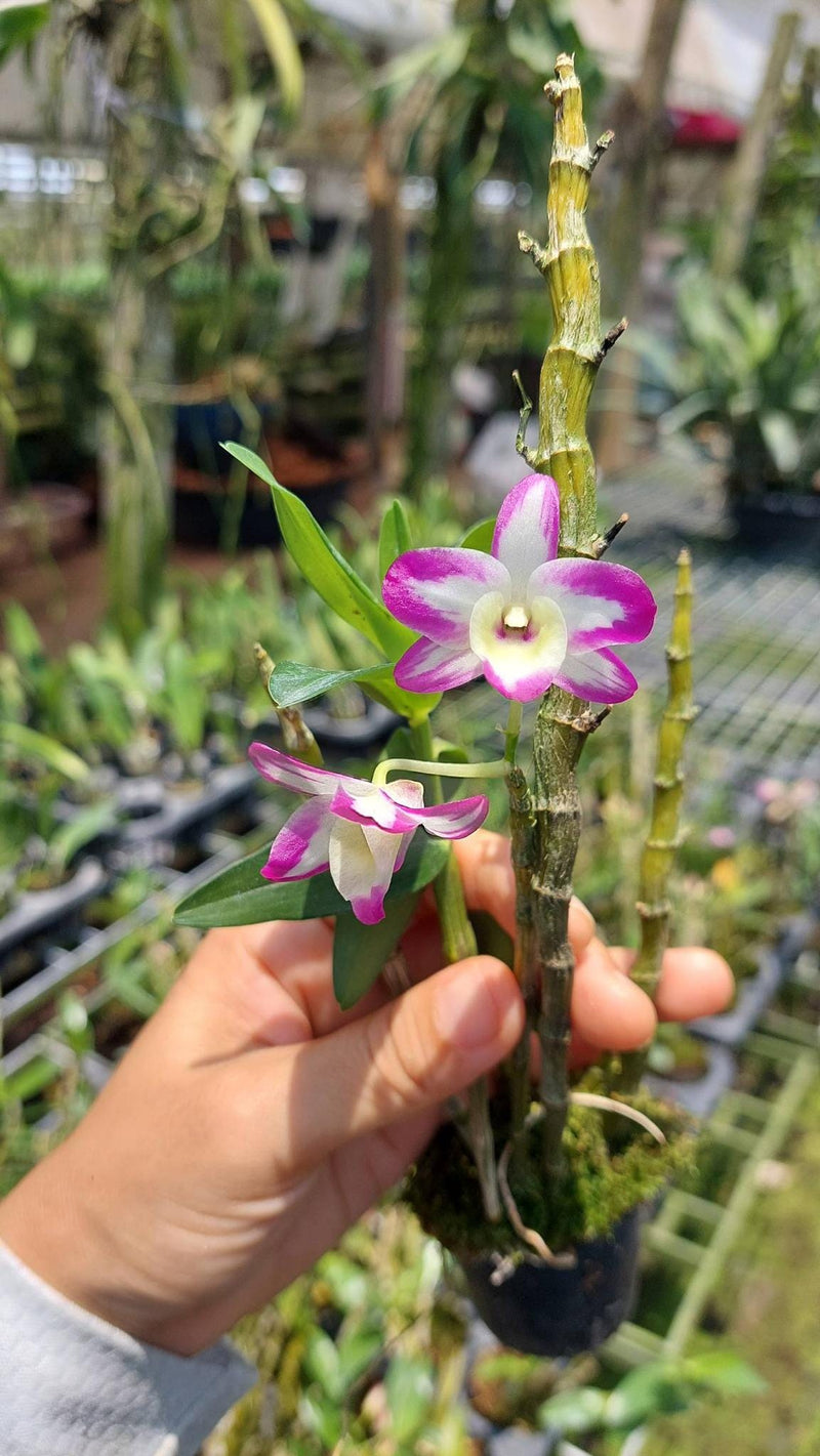 Orchid Dendrobium Hamana Lake Prism