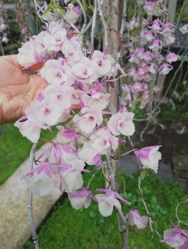 Orchid Dendrobium aphyllum trilabelo shining pink 1 Plant fragrant orchid