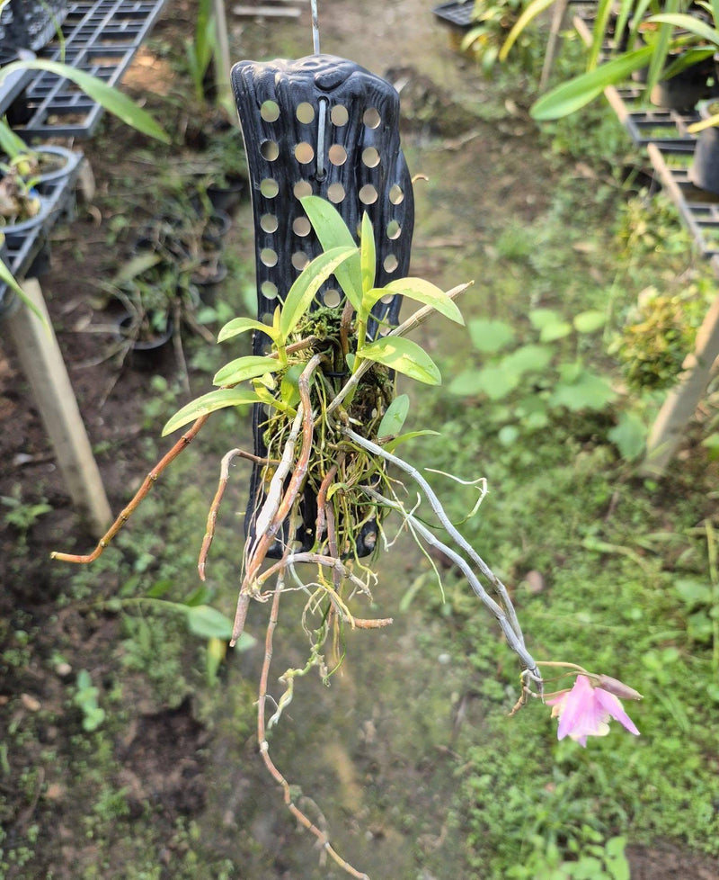 Orchid Dendrobium aphyllum trilabelo shining pink 1 Plant fragrant orchid