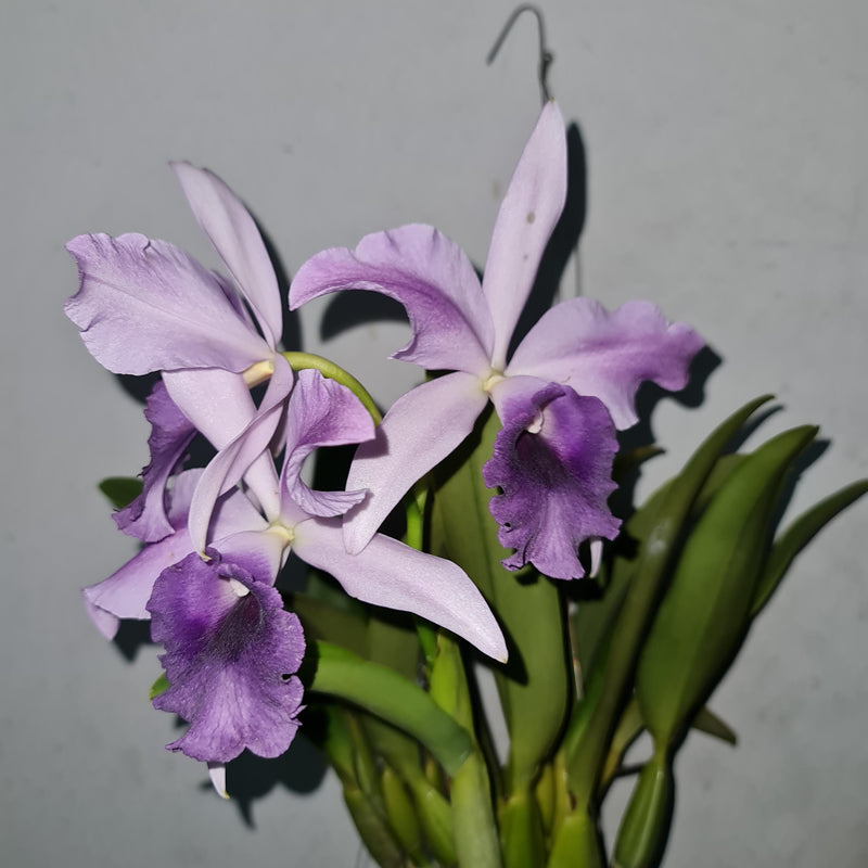 Cattleya Alliance Cattleya Mishima Elf coerulea 1 Plant bloom size