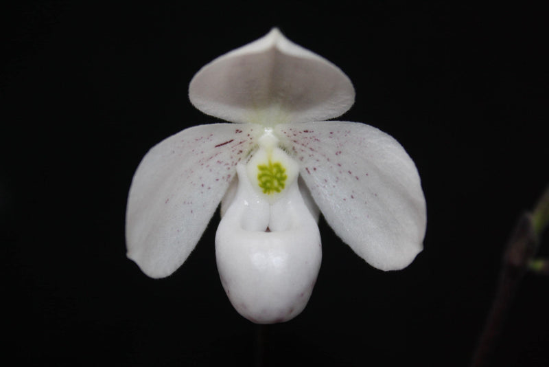 Paphiopedilum thaianum Orchid Plant – Medium Rare Lady Slipper Orchid