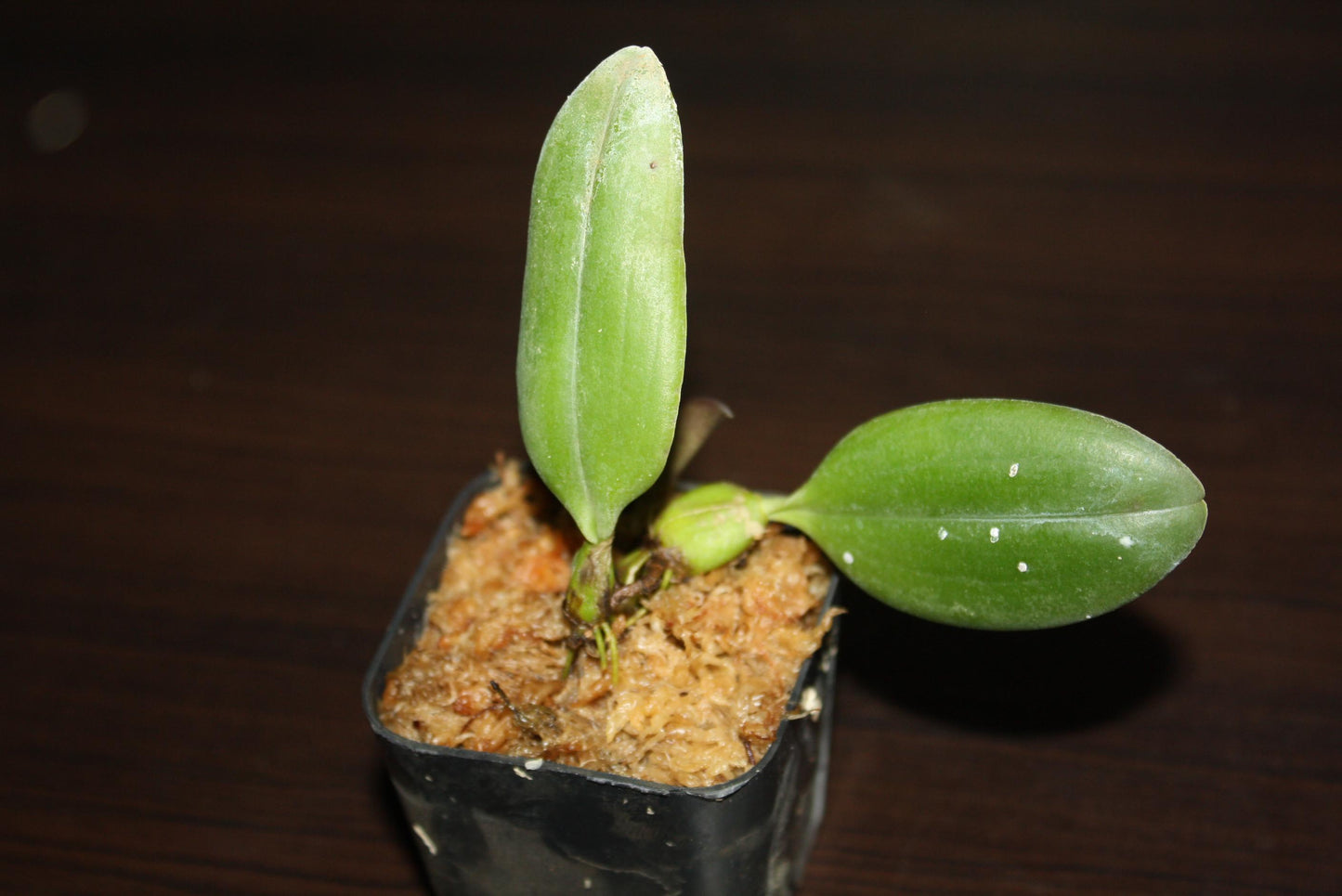 Bulbophyllum bicolor