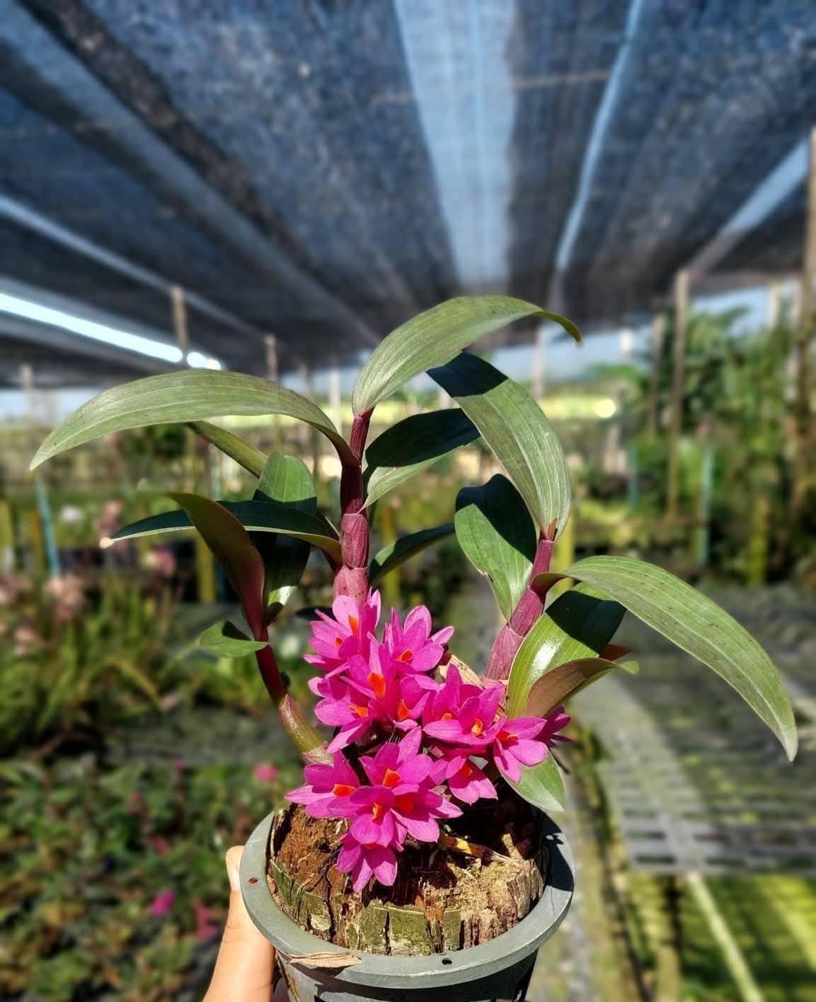 Dendrobium Hibiki