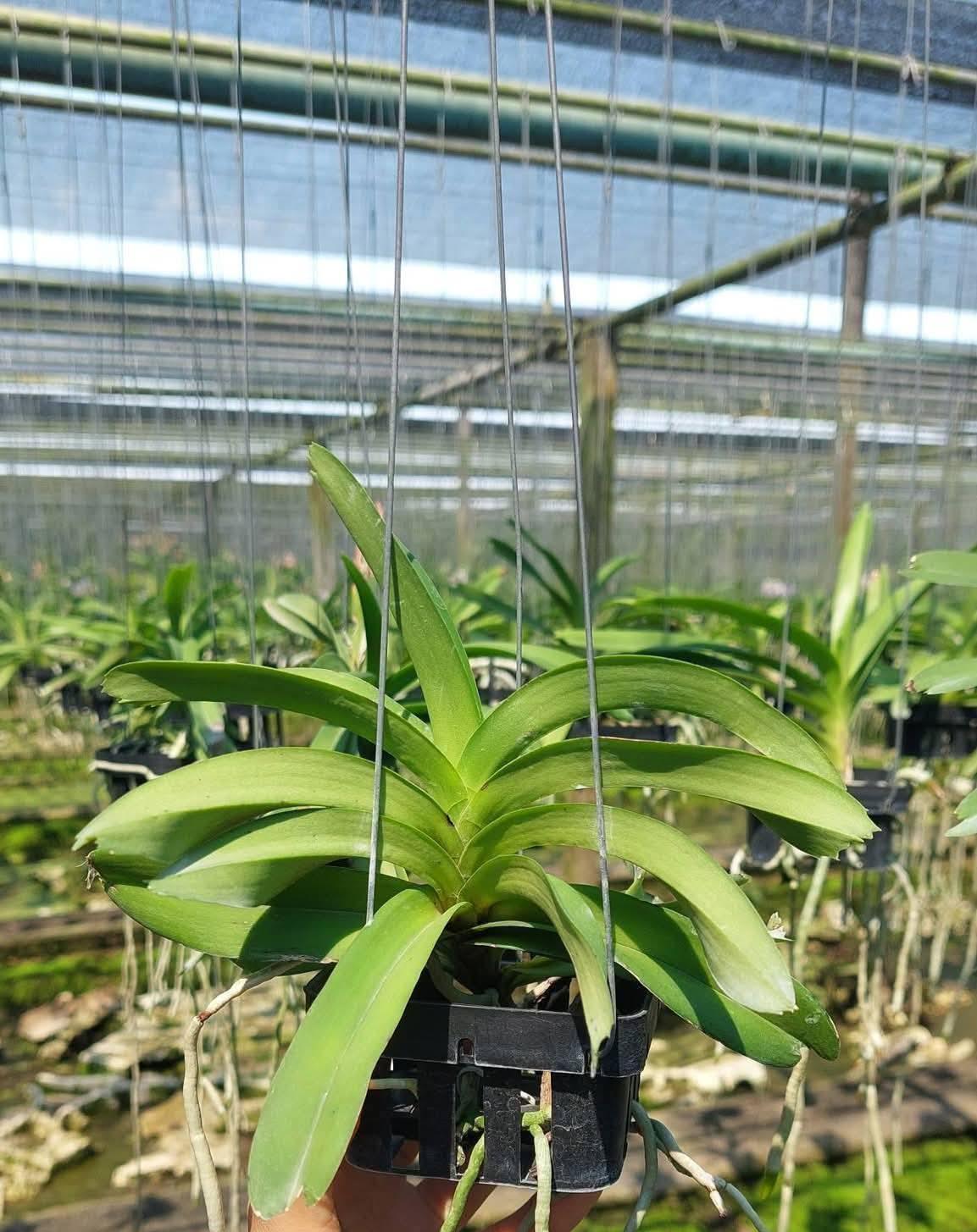 Vanda coerulea