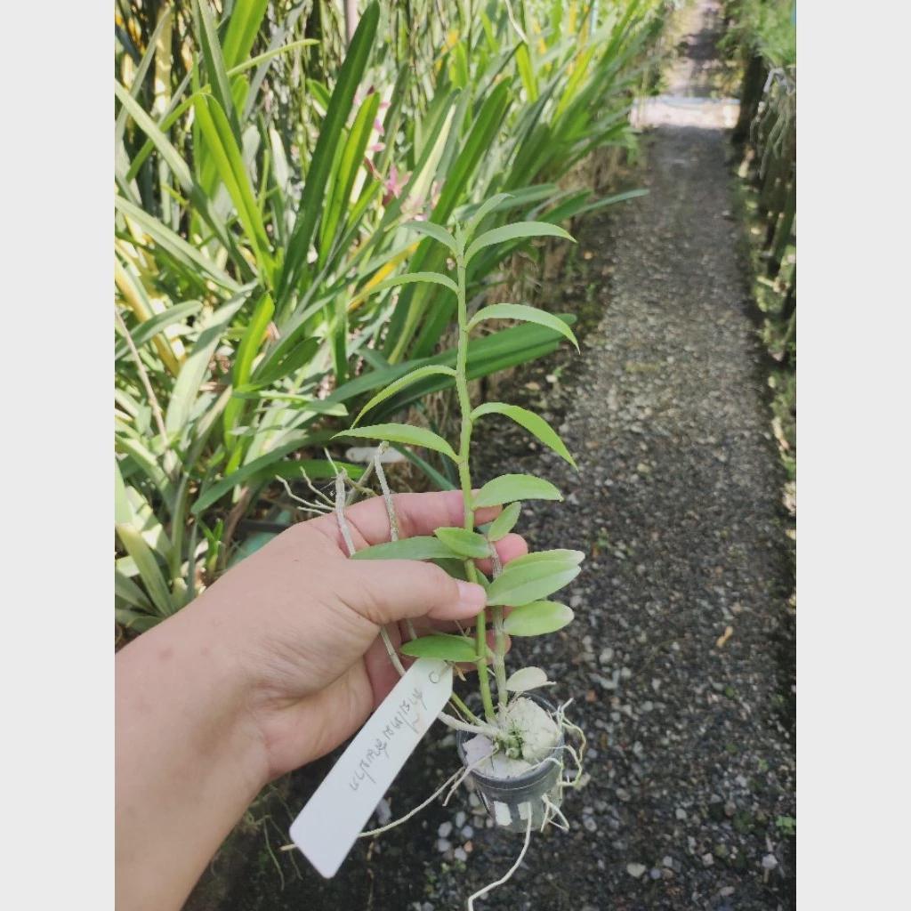 Dendrobium aphyllum trilabelo