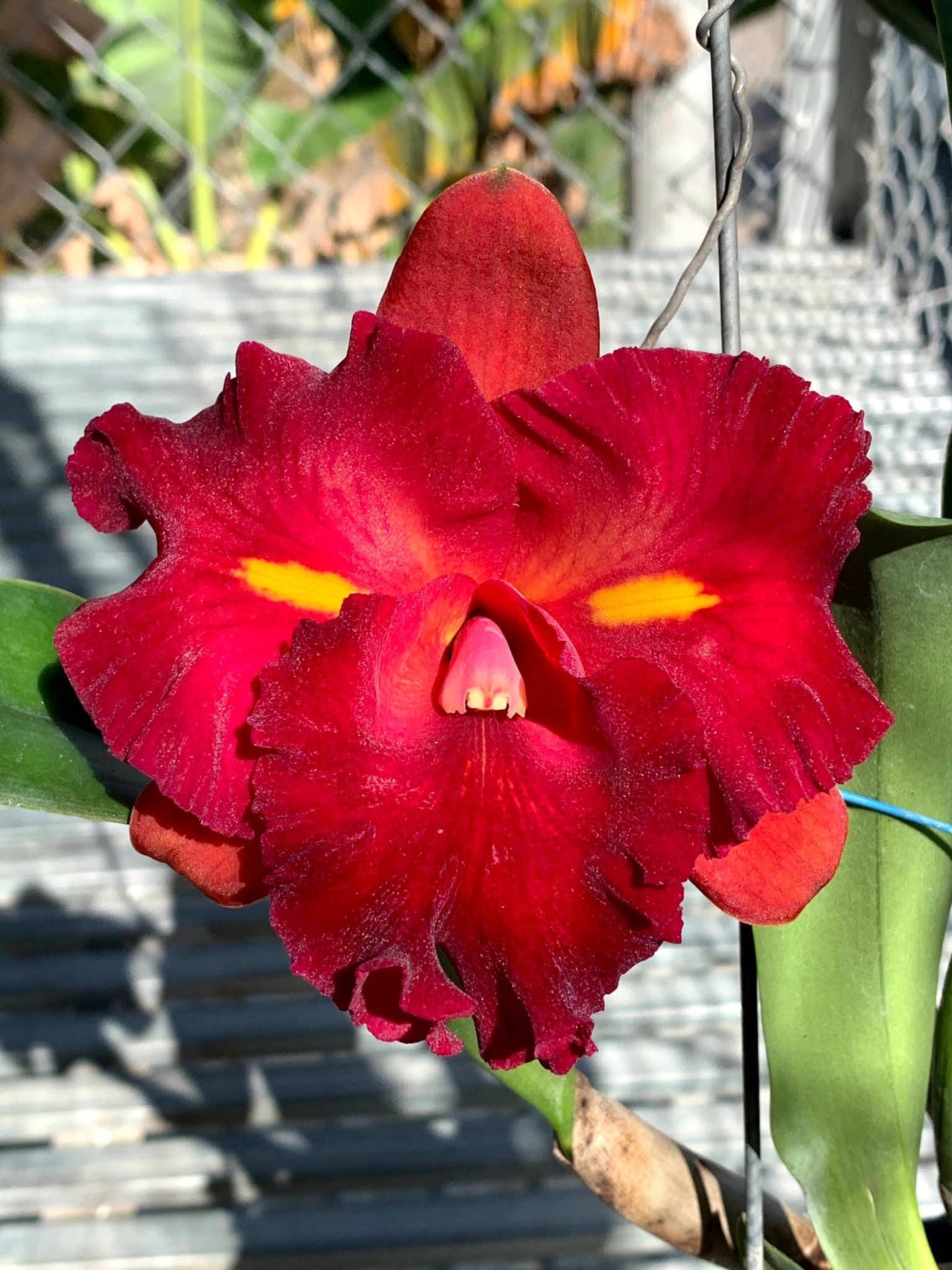 Rhyncholaeliocattleya Chunfong Little Sun