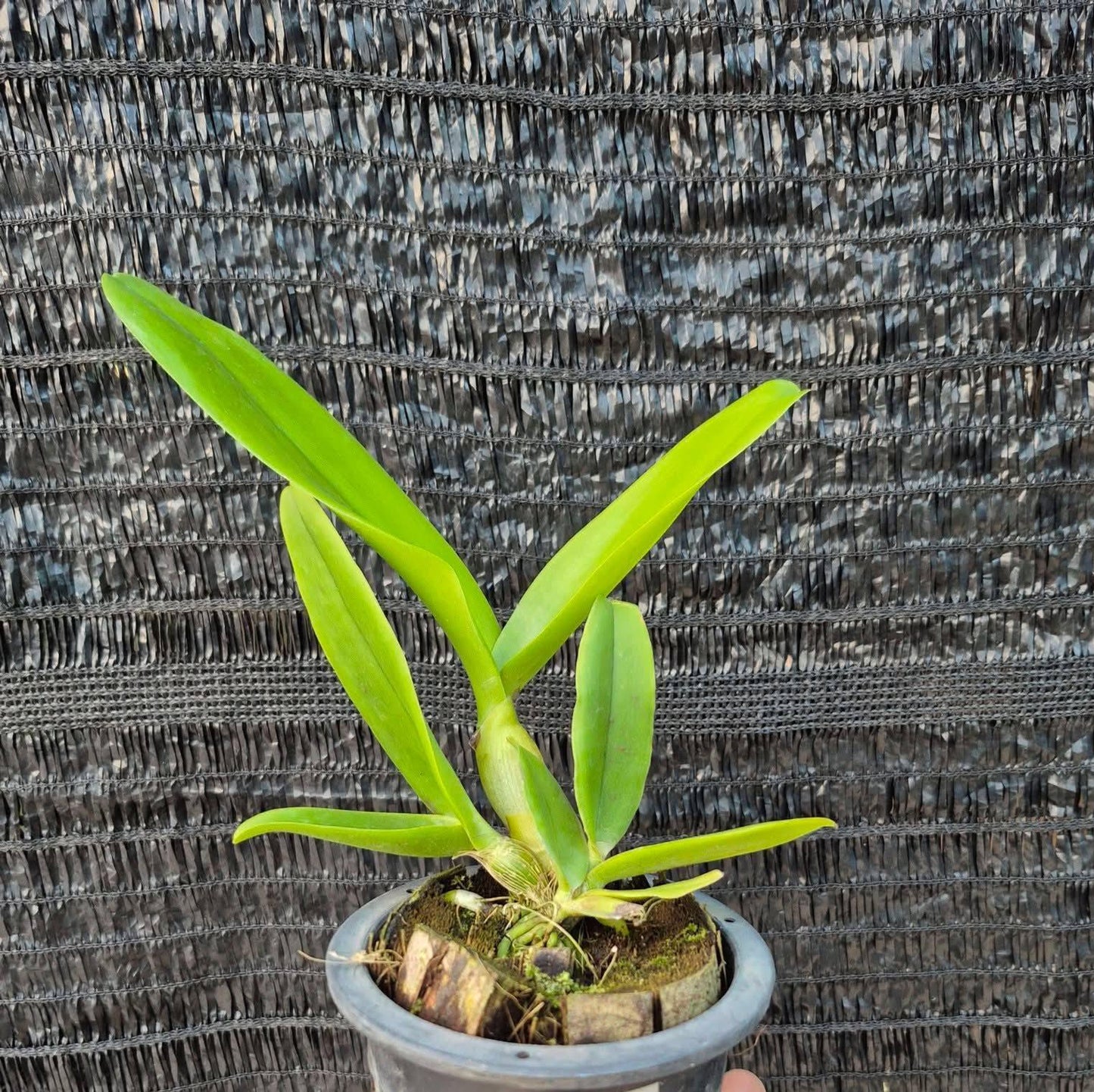 Rhyncholaeliocattleya Chunfong Little Sun