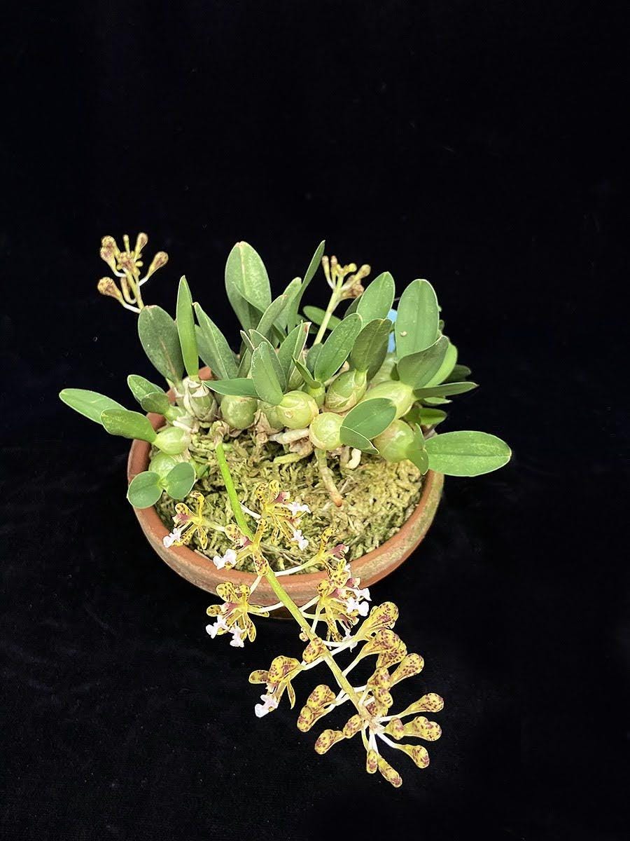 Acriopsis densiflora