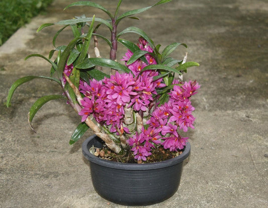 Dendrobium Hibiki