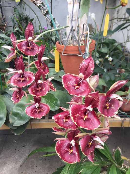 Catasetum Susan Fuchs
