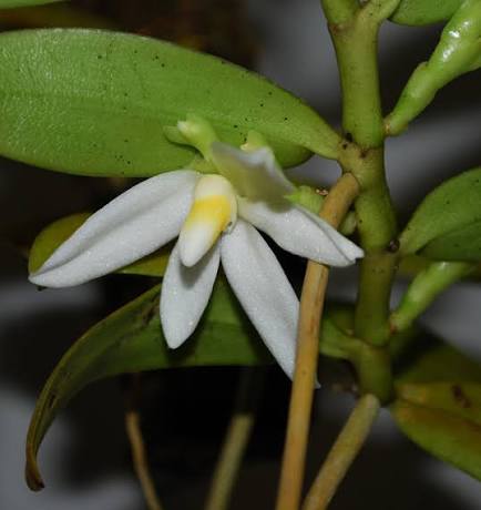 Thrixspermum calceolus