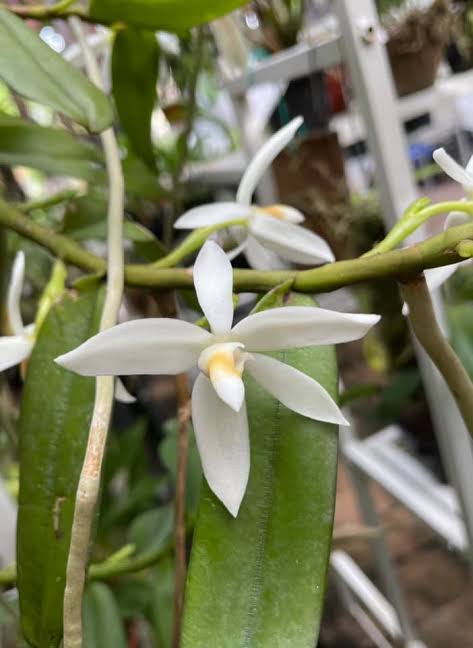 Thrixspermum calceolus