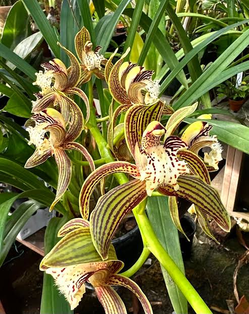Cymbidium tracyanum
