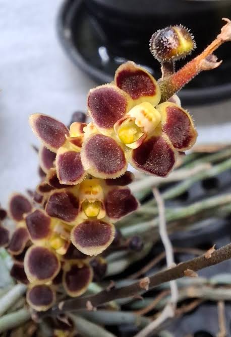 Chiloschista lunifera