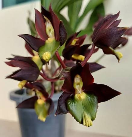 Catasetum tenebrosum