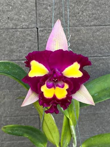 Rlc Cattleya Lady Gaga