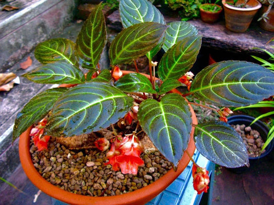 Impatiens phengklaii