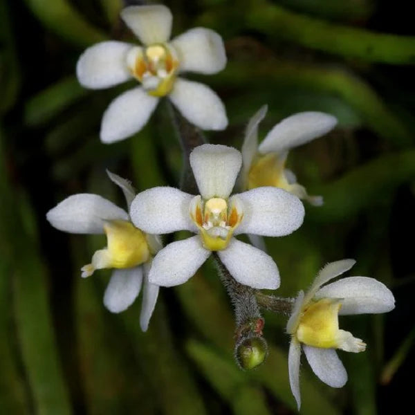 Chiloschista usneoides