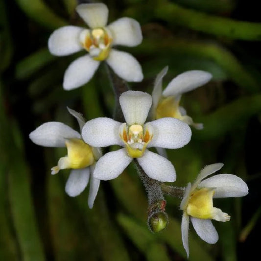 Chiloschista usneoides