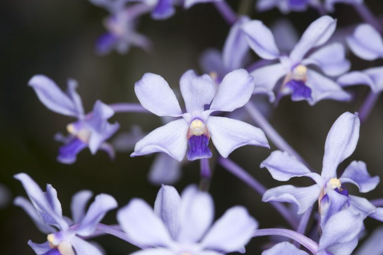 Vanda coerulescens