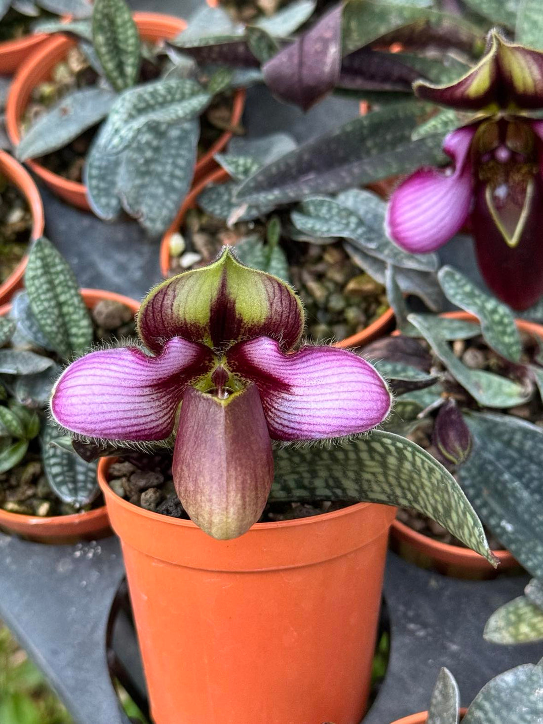 Growing Lady Slipper orchids