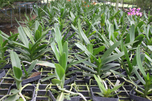 Our Green Stock