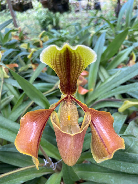Paphiopedilum villosum