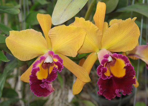 Cattleya