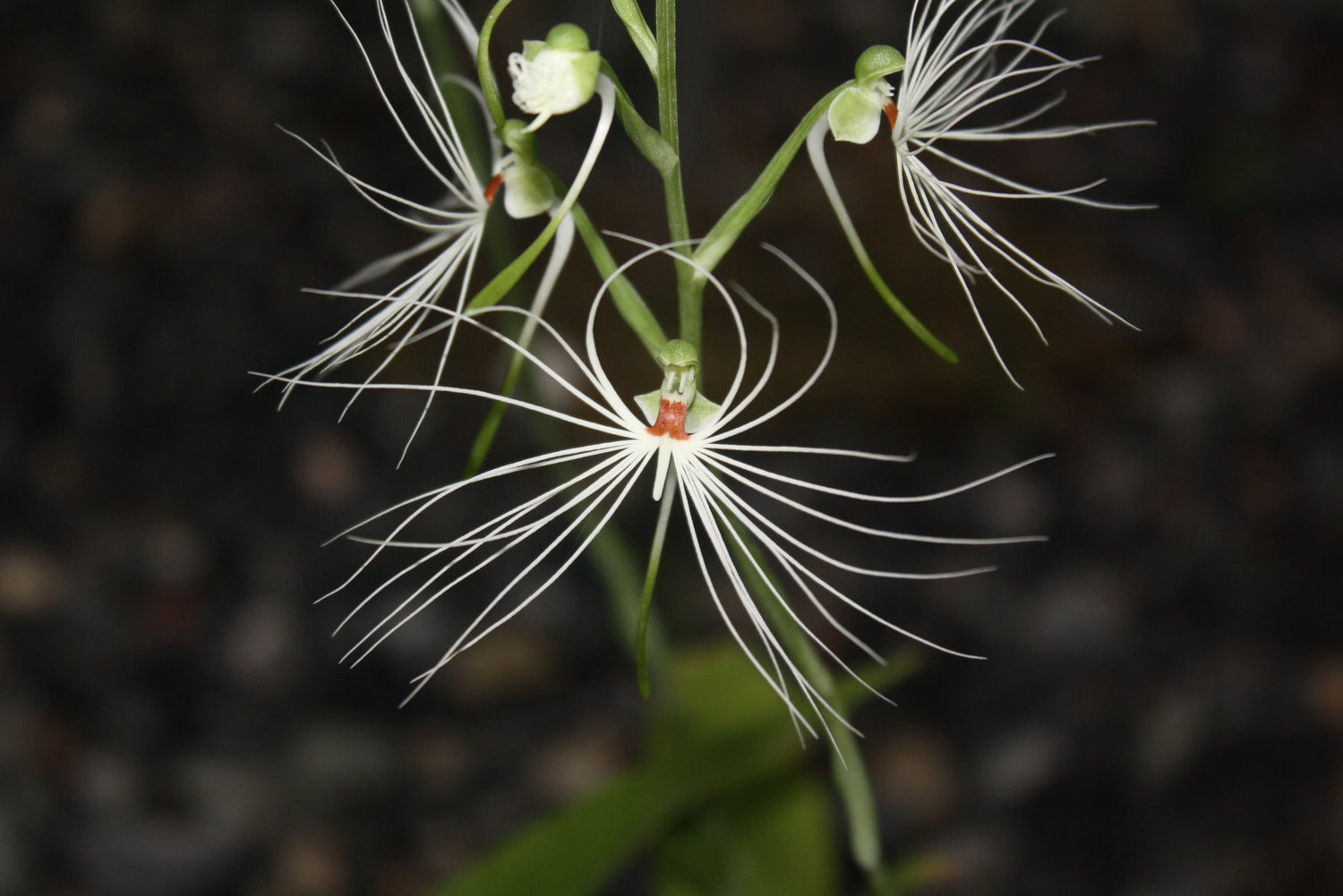 Habenaria & Pecteilis