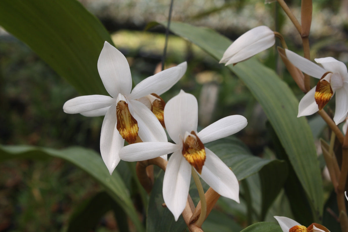 Coelogyne