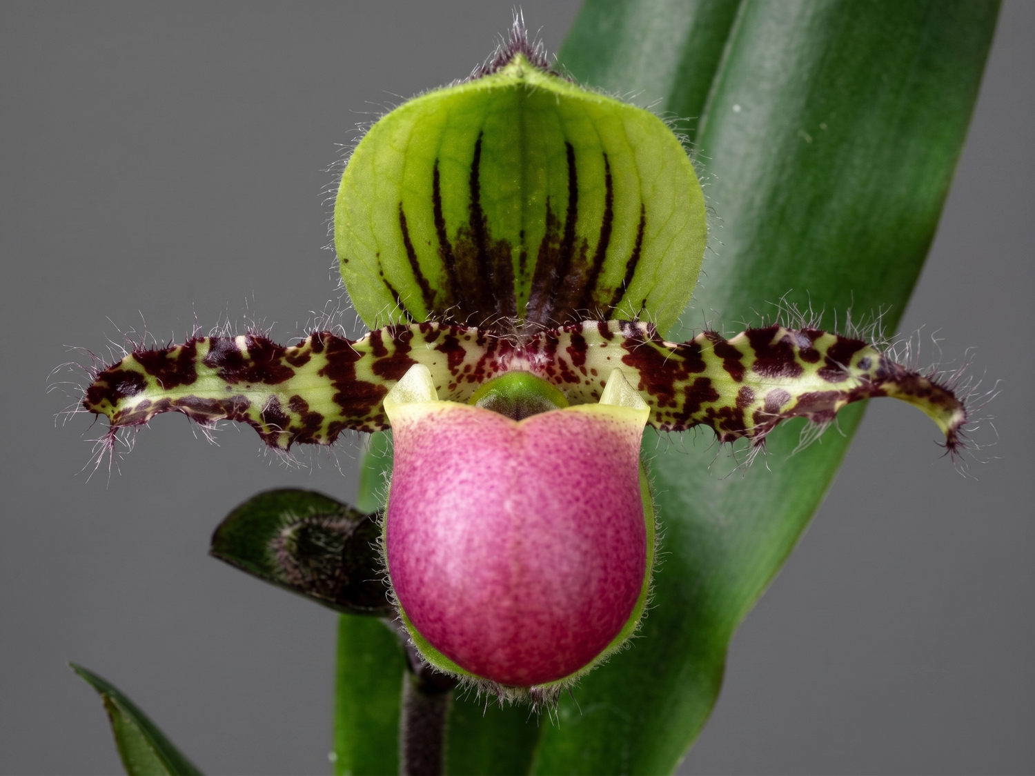 Paphiopedilum