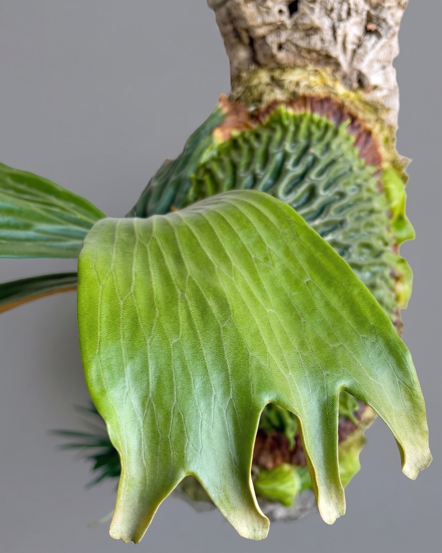 Fern (Platycerium)