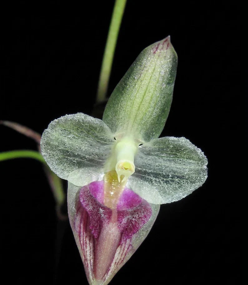 Bulbophyllum