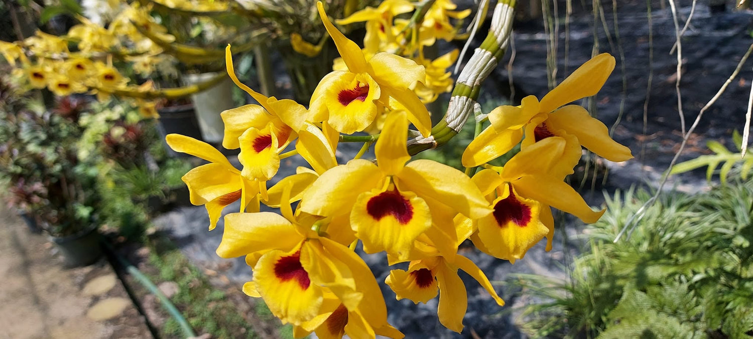 Dendrobium