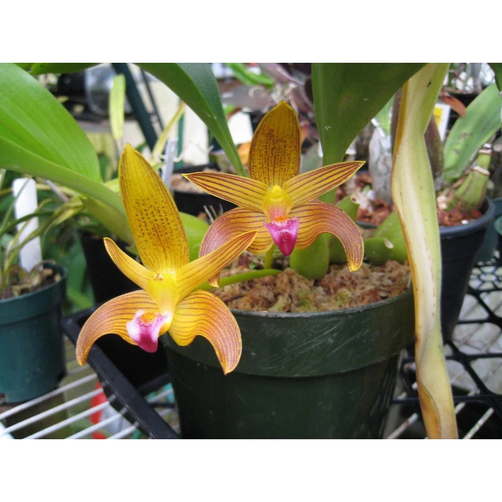 Bulbophyllum claptonense