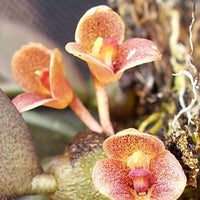 Trias rosea