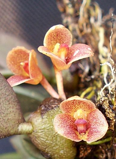 Trias rosea