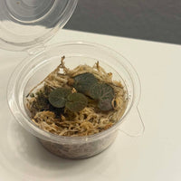 Corybas ecarinatus