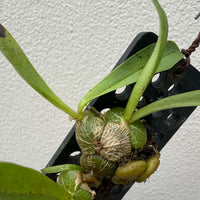 Porpax thaithongiae