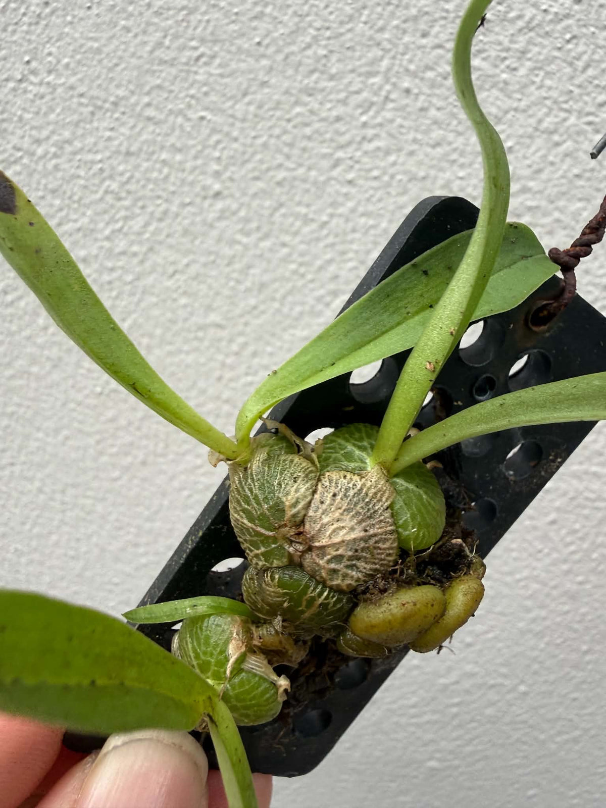 Porpax thaithongiae