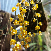 Chiloschista extinctoriformis