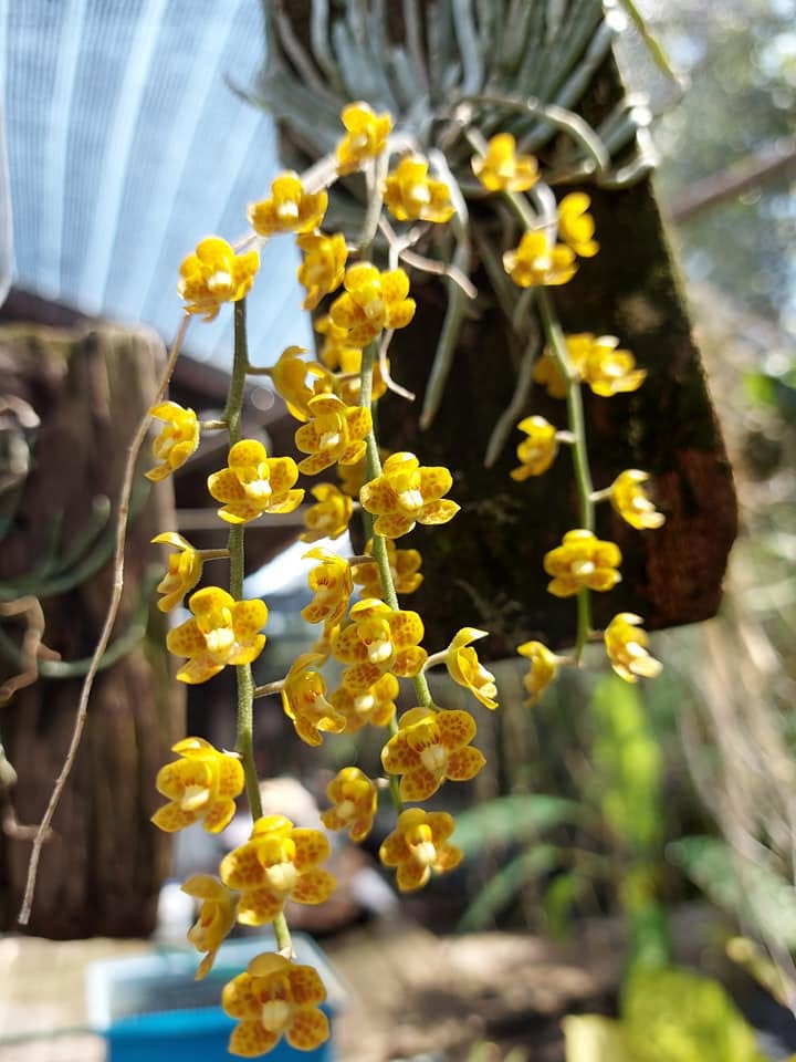 Chiloschista extinctoriformis