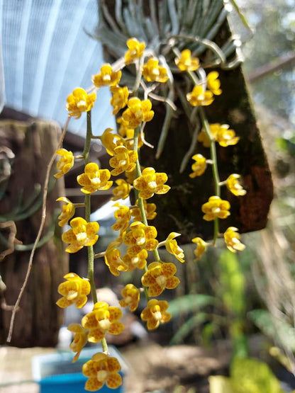 Chiloschista extinctoriformis