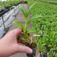 Dendrobium parishii 3 Lip