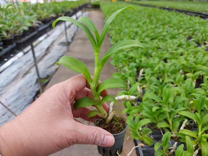 Dendrobium parishii 3 Lip